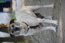 NANCY, Hund, Mischlingshund in Rösrath - Bild 4