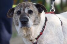 NANCY, Hund, Mischlingshund in Rösrath - Bild 5