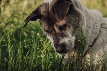 NANCY, Hund, Mischlingshund in Rösrath - Bild 7