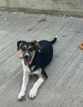 JURI, Hund, Mischlingshund in Rumänien - Bild 1