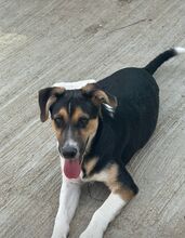 JURI, Hund, Mischlingshund in Rumänien - Bild 3