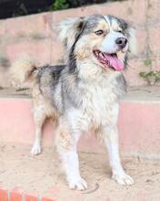 MAIO, Hund, Mischlingshund in Portugal - Bild 2