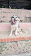 MAIO, Hund, Mischlingshund in Portugal - Bild 3