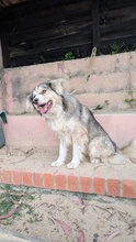 MAIO, Hund, Mischlingshund in Portugal - Bild 4
