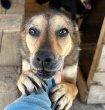 ANNA, Hund, Mischlingshund in Rumänien - Bild 1