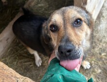 ANNA, Hund, Mischlingshund in Rumänien - Bild 2