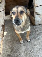 ANNA, Hund, Mischlingshund in Rumänien - Bild 3