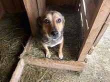 ANNA, Hund, Mischlingshund in Rumänien - Bild 5