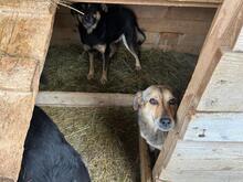 ANNA, Hund, Mischlingshund in Rumänien - Bild 7