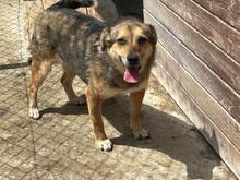 ANNA, Hund, Mischlingshund in Rumänien - Bild 8