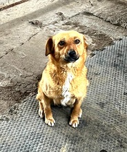 EMMA, Hund, Mischlingshund in Berlin - Bild 1