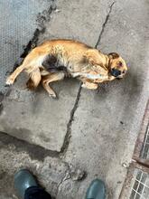EMMA, Hund, Mischlingshund in Berlin - Bild 12
