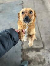 EMMA, Hund, Mischlingshund in Berlin - Bild 13