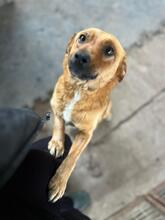 EMMA, Hund, Mischlingshund in Berlin - Bild 14