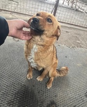 EMMA, Hund, Mischlingshund in Berlin - Bild 15