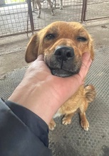 EMMA, Hund, Mischlingshund in Berlin - Bild 16