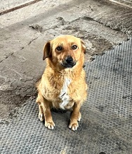 EMMA, Hund, Mischlingshund in Berlin - Bild 17