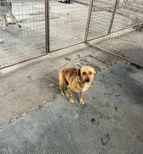 EMMA, Hund, Mischlingshund in Berlin - Bild 18