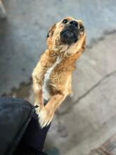 EMMA, Hund, Mischlingshund in Berlin - Bild 2