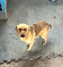 EMMA, Hund, Mischlingshund in Berlin - Bild 3