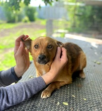 EMMA, Hund, Mischlingshund in Berlin - Bild 4