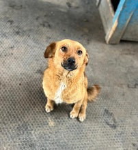 EMMA, Hund, Mischlingshund in Berlin - Bild 5