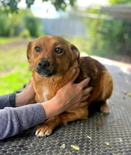 EMMA, Hund, Mischlingshund in Berlin - Bild 6