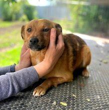 EMMA, Hund, Mischlingshund in Berlin - Bild 7