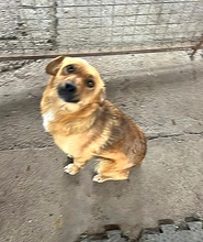 EMMA, Hund, Mischlingshund in Berlin - Bild 8