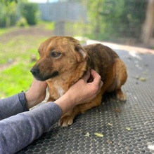EMMA, Hund, Mischlingshund in Berlin - Bild 9