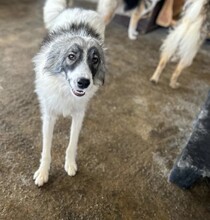 CHICO, Hund, Mischlingshund in Rumänien - Bild 2