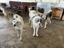 CHICO, Hund, Mischlingshund in Rumänien - Bild 3
