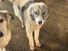 CHICO, Hund, Mischlingshund in Rumänien - Bild 4