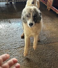 CHICO, Hund, Mischlingshund in Rumänien - Bild 5