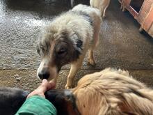 CHICO, Hund, Mischlingshund in Rumänien - Bild 7