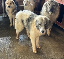 CHICO, Hund, Mischlingshund in Rumänien - Bild 8