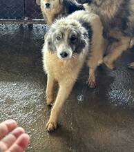 CHICO, Hund, Mischlingshund in Rumänien - Bild 9