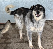 GUSTAV, Hund, Mischlingshund in Rumänien - Bild 1
