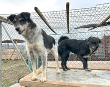 GUSTAV, Hund, Mischlingshund in Rumänien - Bild 10