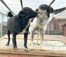 GUSTAV, Hund, Mischlingshund in Rumänien - Bild 12