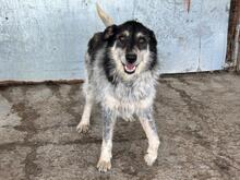 GUSTAV, Hund, Mischlingshund in Rumänien - Bild 2
