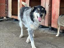 GUSTAV, Hund, Mischlingshund in Rumänien - Bild 3