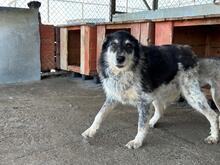 GUSTAV, Hund, Mischlingshund in Rumänien - Bild 4