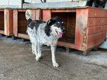 GUSTAV, Hund, Mischlingshund in Rumänien - Bild 7