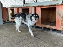 GUSTAV, Hund, Mischlingshund in Rumänien - Bild 8