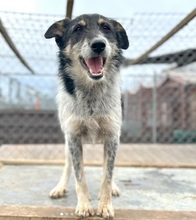 GUSTAV, Hund, Mischlingshund in Rumänien - Bild 9