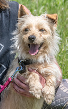TODDY, Hund, Mischlingshund in Portugal