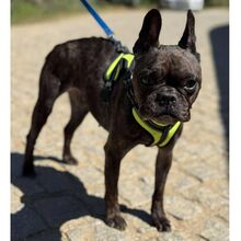 PIPA, Hund, Französische Bulldogge in Bad Oeynhausen