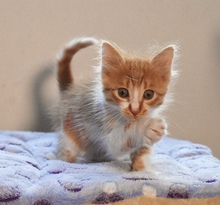 VIOLA, Katze, Europäisch Kurzhaar in Zypern - Bild 1