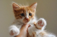 VIOLA, Katze, Europäisch Kurzhaar in Zypern - Bild 2